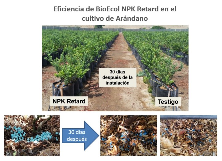 cultivo arándano 30 d - Graf 1 (1)