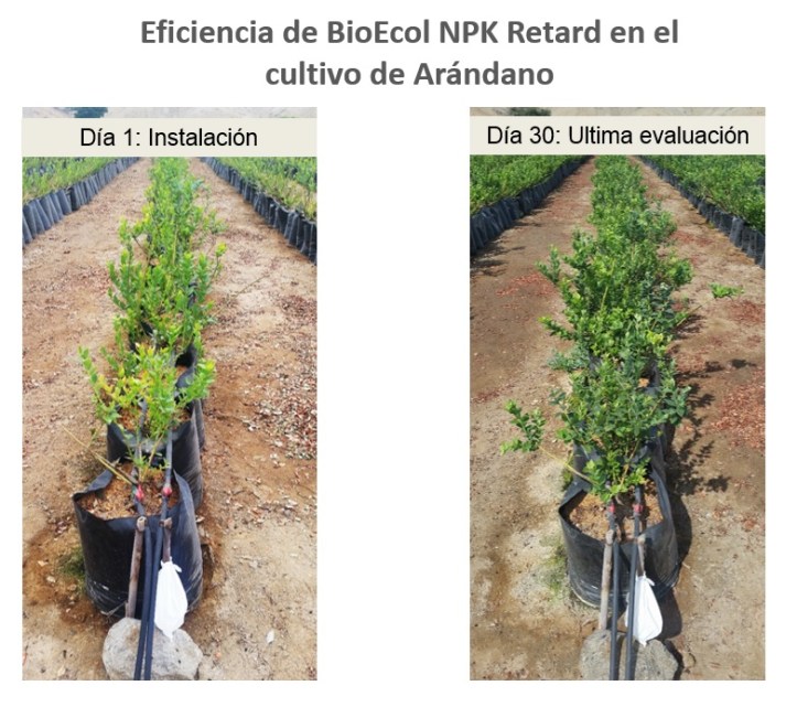 cultivo arándano 30 d - Graf 2