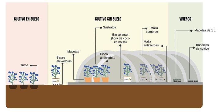soluciones-agronomicas-berries