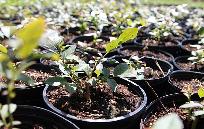 arandano-hidroponia2