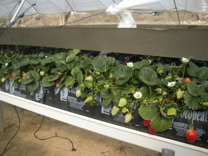 fresa_hidroponia.jpg