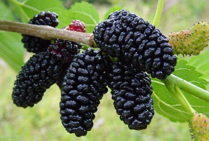 moras