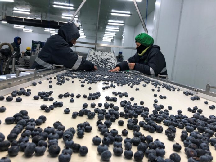 TORRE-BLANCA-ARANDANOS