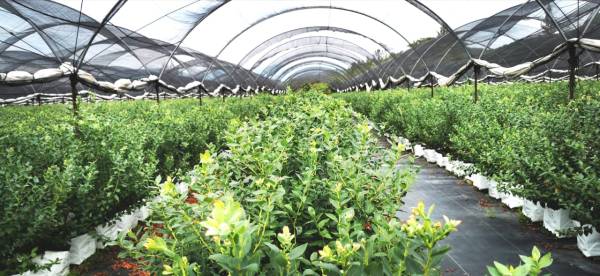 cultivo hidropónico de arándanos